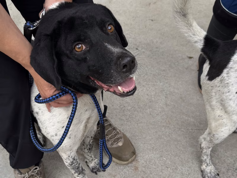 Black-and-white adult male mixed-breed dog, Medium, shelter no. …4-07