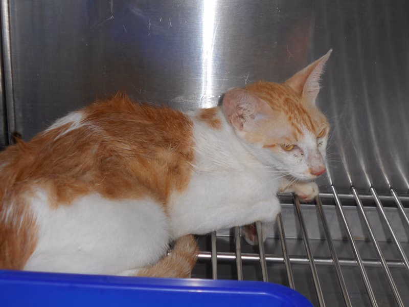 Tabby-and-white adult male mixed-breed cat, Medium, shelter no. …7017