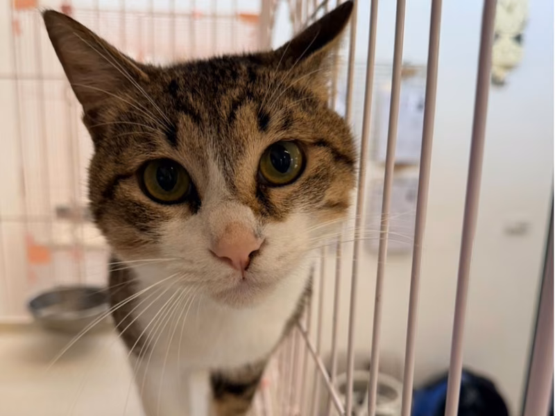 Gato mestizo macho adulto (atigrado), Pequeño, refugio n.º …0001