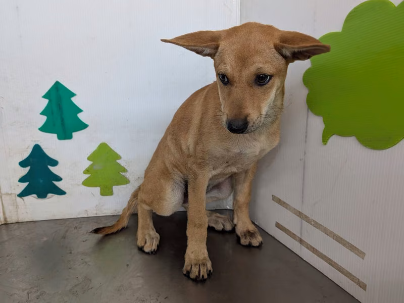 Tan young female mixed-breed dog, Large, shelter no. …2301