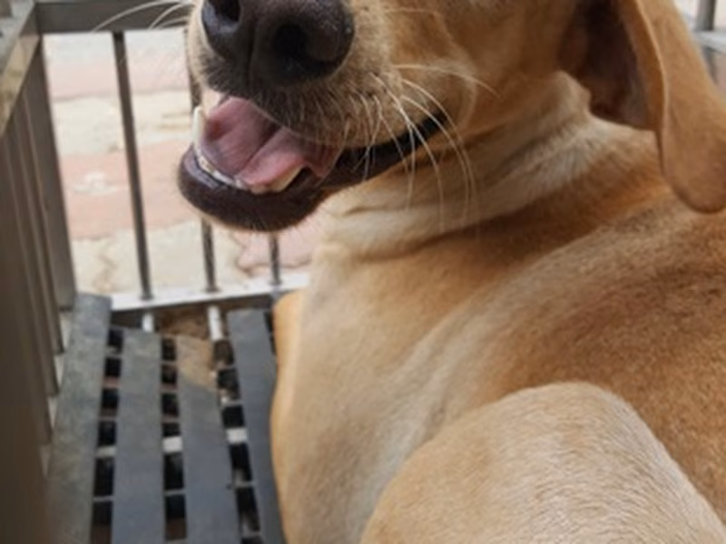 Tan adult male mixed-breed dog, Medium, shelter no. …0008