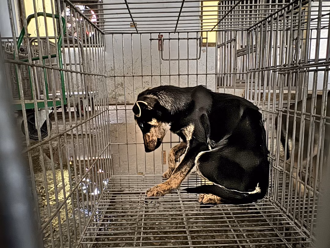 Black-and-tan adult male mixed-breed dog, Medium, shelter no. …6-18