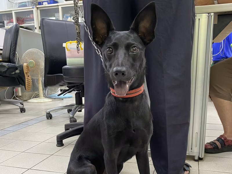 Black adult female mixed-breed dog, Medium, shelter no. …6002