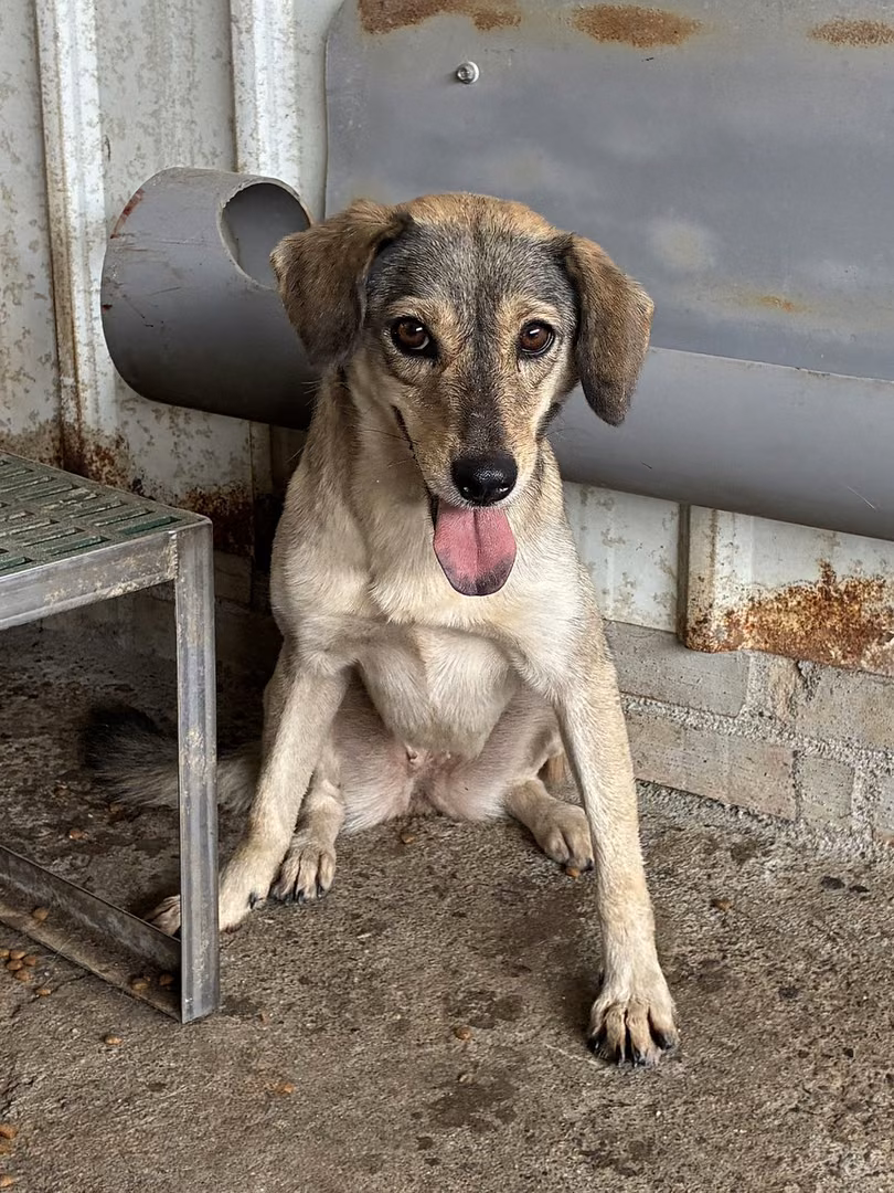 Brown-and-white adult female mixed-breed dog, Medium, shelter no. …8007