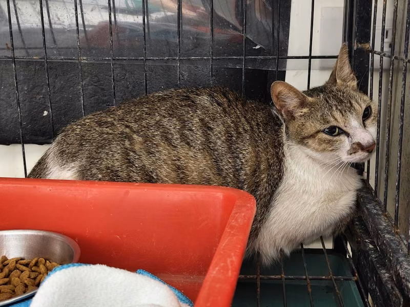 Tabby-and-white adult female mixed-breed cat, Medium, shelter no. …1211