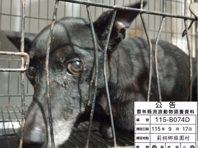 Black adult female mixed-breed dog, Medium, shelter no. …074D