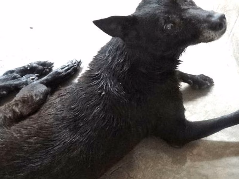 Black adult male mixed-breed dog, Large, shelter no. …1613