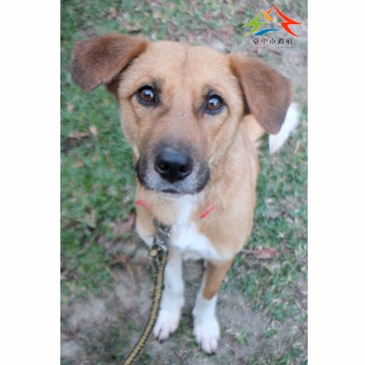 Tan-and-white adult female mixed-breed dog, Large, shelter no. …6001