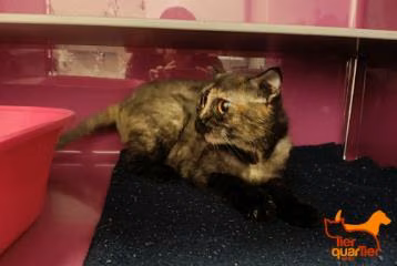 Calico adult female Scottish Fold, shelter no. …3205