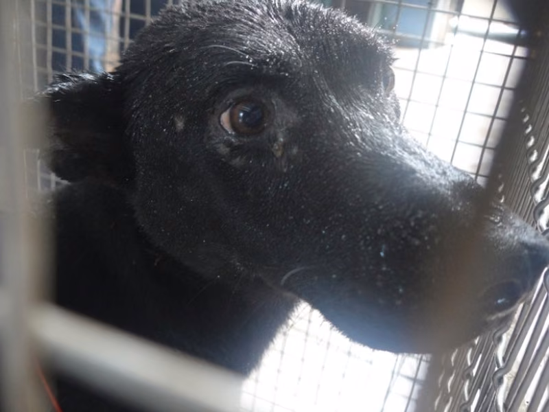 Black adult male mixed-breed dog, Medium, shelter no. …1-08