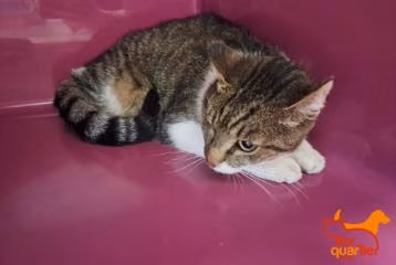 Brown tabby adult male European Shorthair, shelter no. …4182
