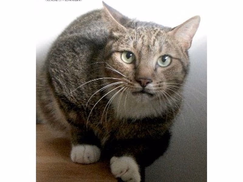 Tabby-and-white adult male mixed-breed cat, Small, shelter no. …6012
