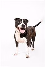 Black-and-white adult male mixed-breed dog, Medium, shelter no. …0605