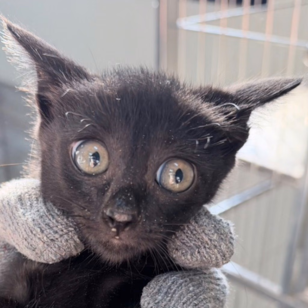Black young female mixed-breed cat, Small, shelter no. …2C11