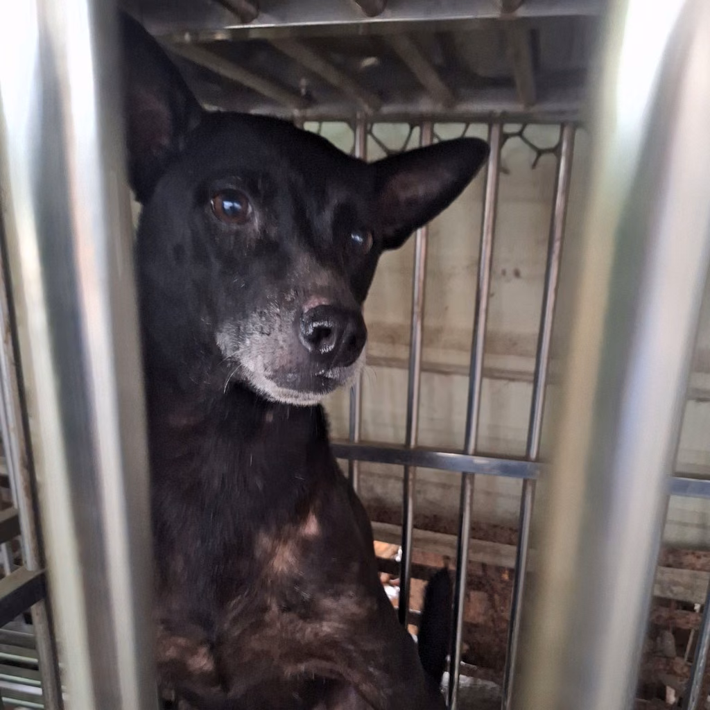 Black adult female mixed-breed dog, Large, shelter no. …045D