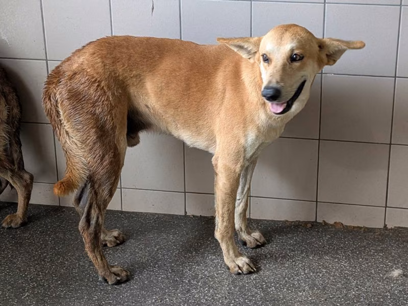 Tan adult male mixed-breed dog, Large, shelter no. …0824