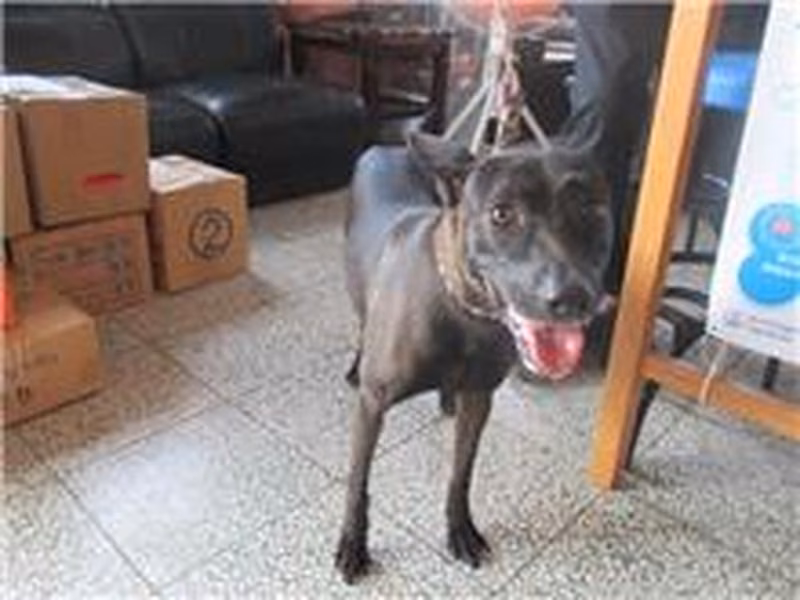 Black male mixed-breed dog, Medium, shelter no. …1015
