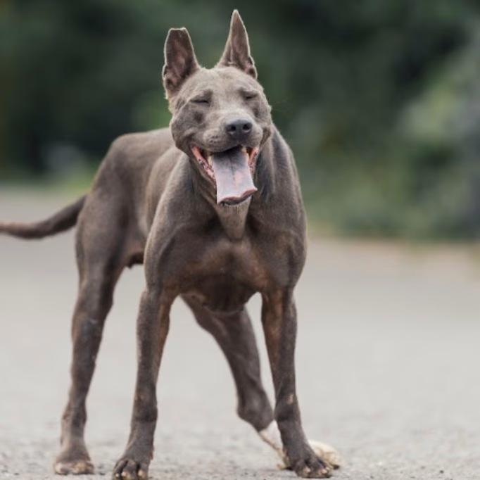 Black adult female Thai Ridgeback, Large, shelter no. …3001