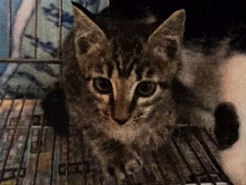 Tabby young female mixed-breed cat, Medium, shelter no. …7001