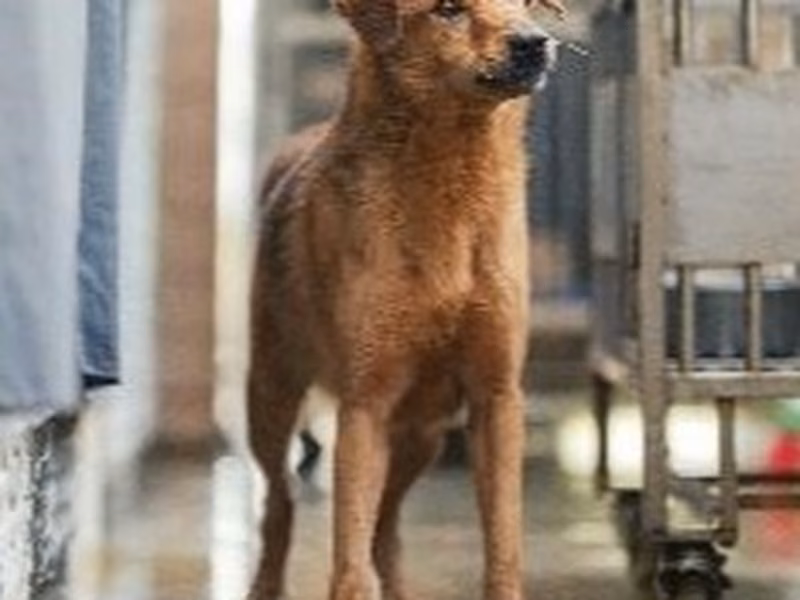 Tan adult male mixed-breed dog, Medium, shelter no. …7001
