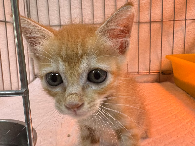 Orange tabby young female mixed-breed cat, Small, shelter no. …2001