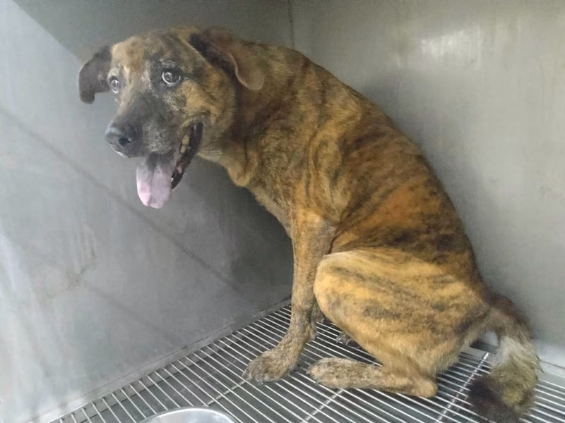 Tabby adult female mixed-breed dog, Medium, shelter no. …0311