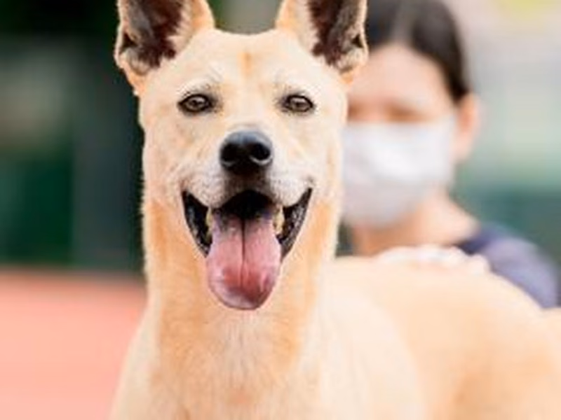 Tan adult male mixed-breed dog, Medium, shelter no. …1202