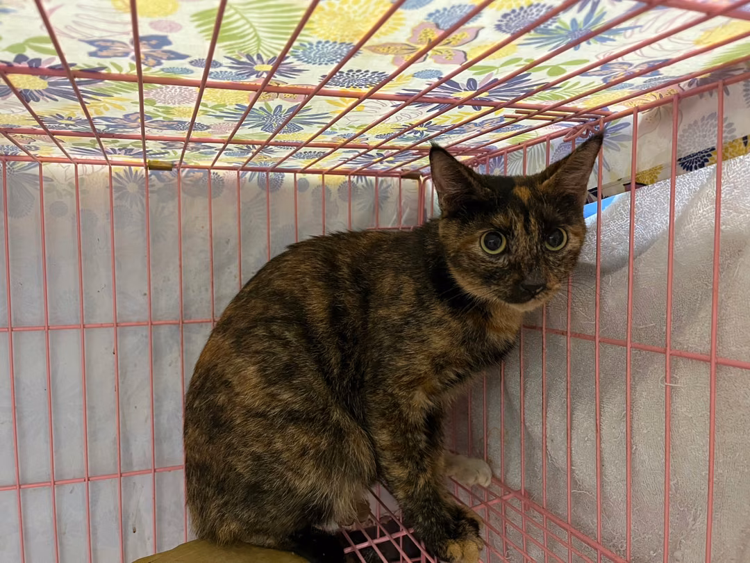 Black-and-orange adult female mixed-breed cat, Medium, shelter no. …1905