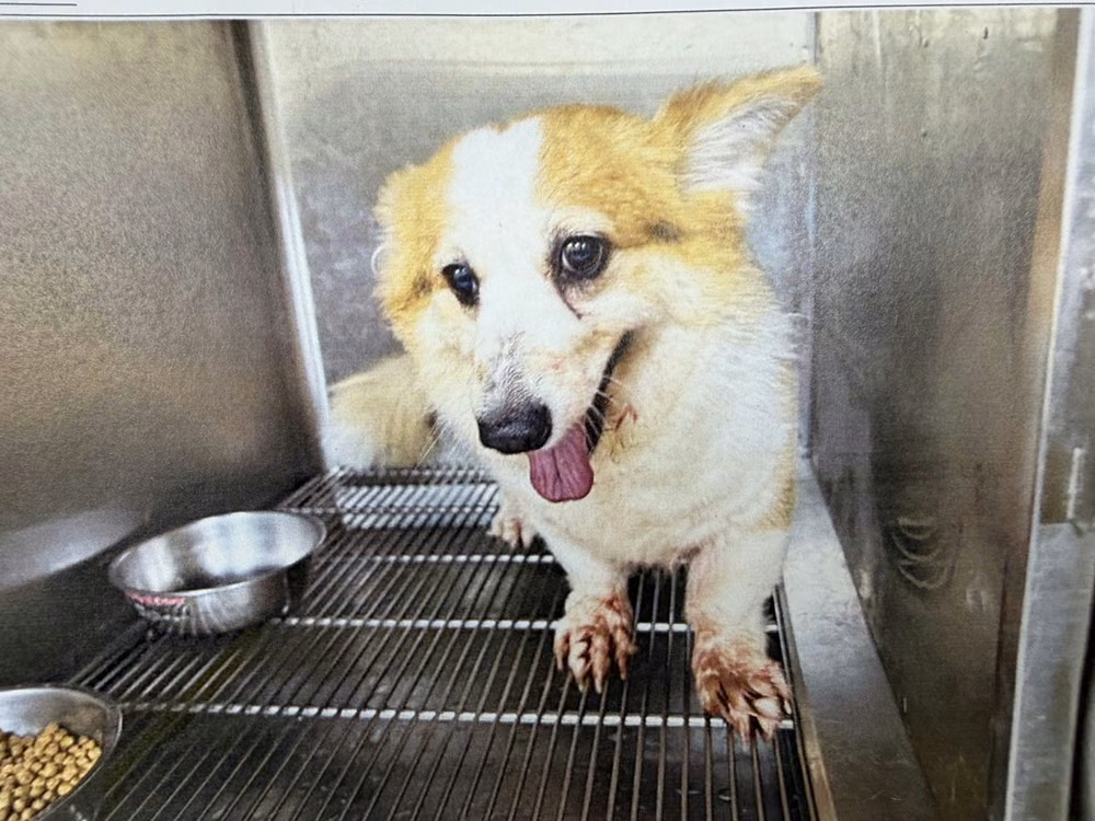 Tan-and-white adult female Welsh Corgi, Medium, shelter no. …7002