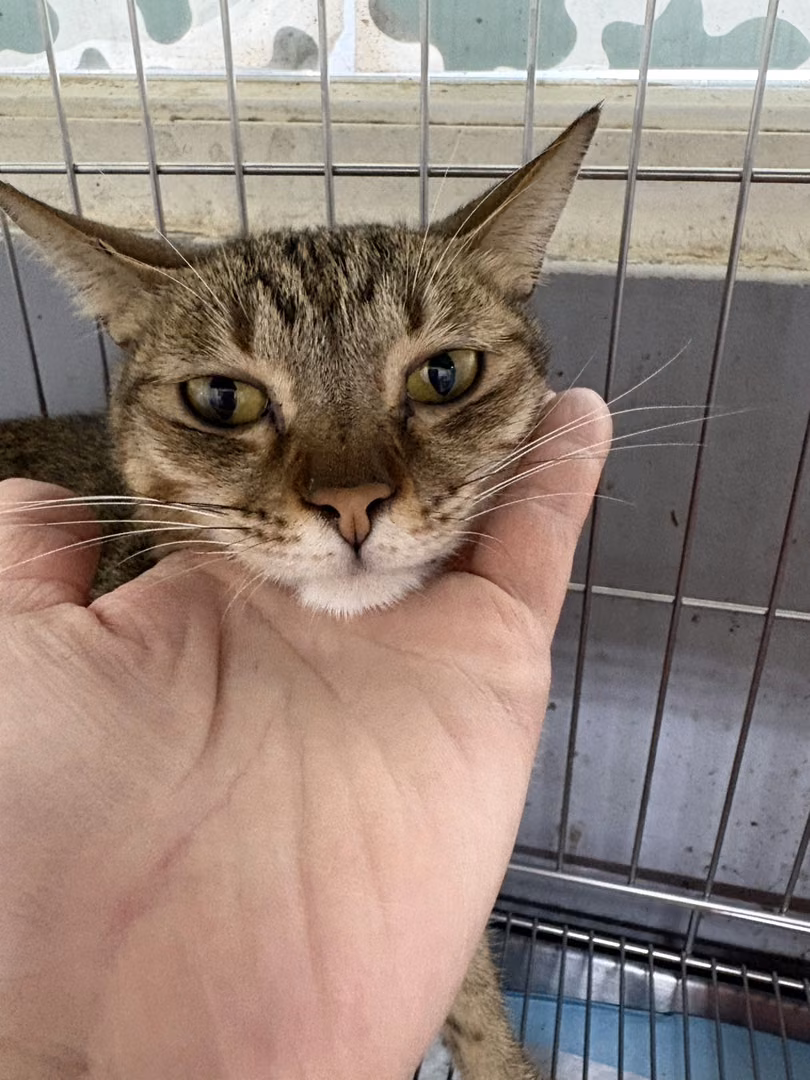 Tabby young female mixed-breed cat, Medium, shelter no. …5007
