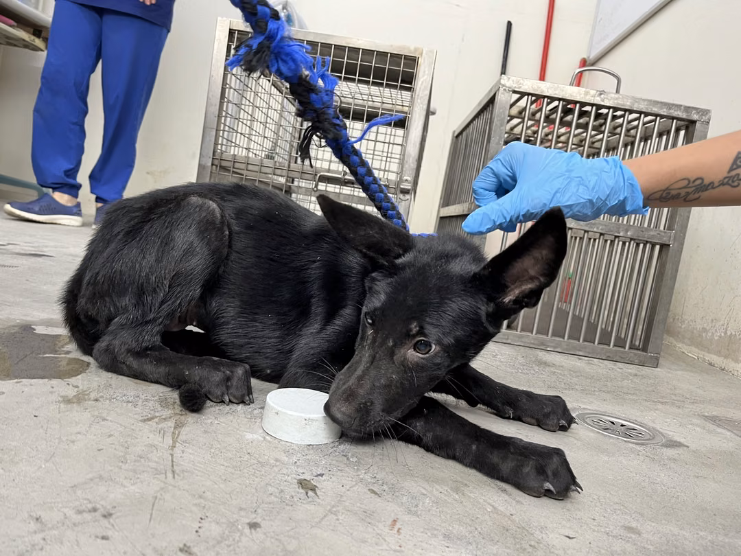 Black young female mixed-breed dog, Medium, shelter no. …0702