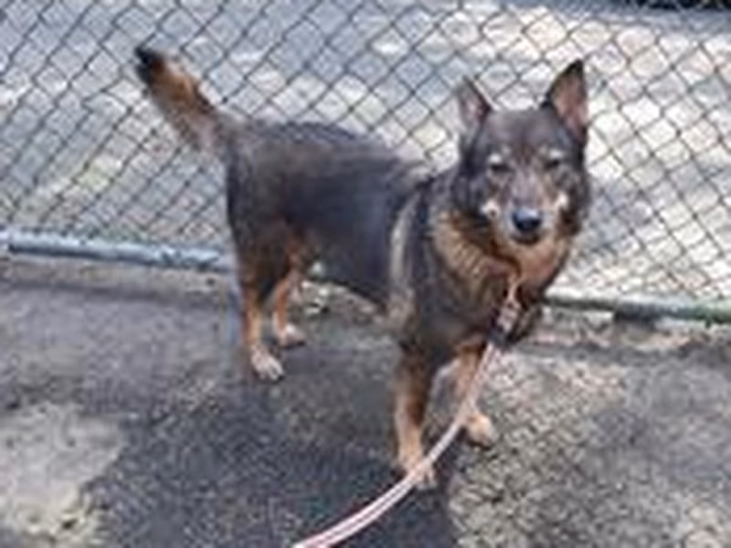 Brown-and-black adult female mixed-breed dog, Medium, shelter no. …2805