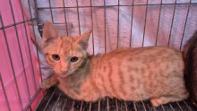 Orange tabby young male mixed-breed cat, Small, shelter no. …0001