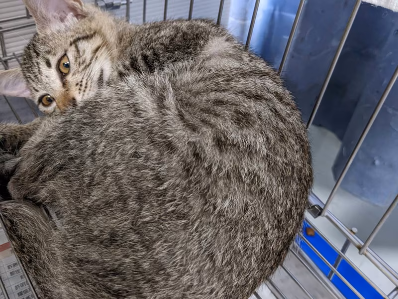 Tabby young female mixed-breed cat, Small, shelter no. …2802