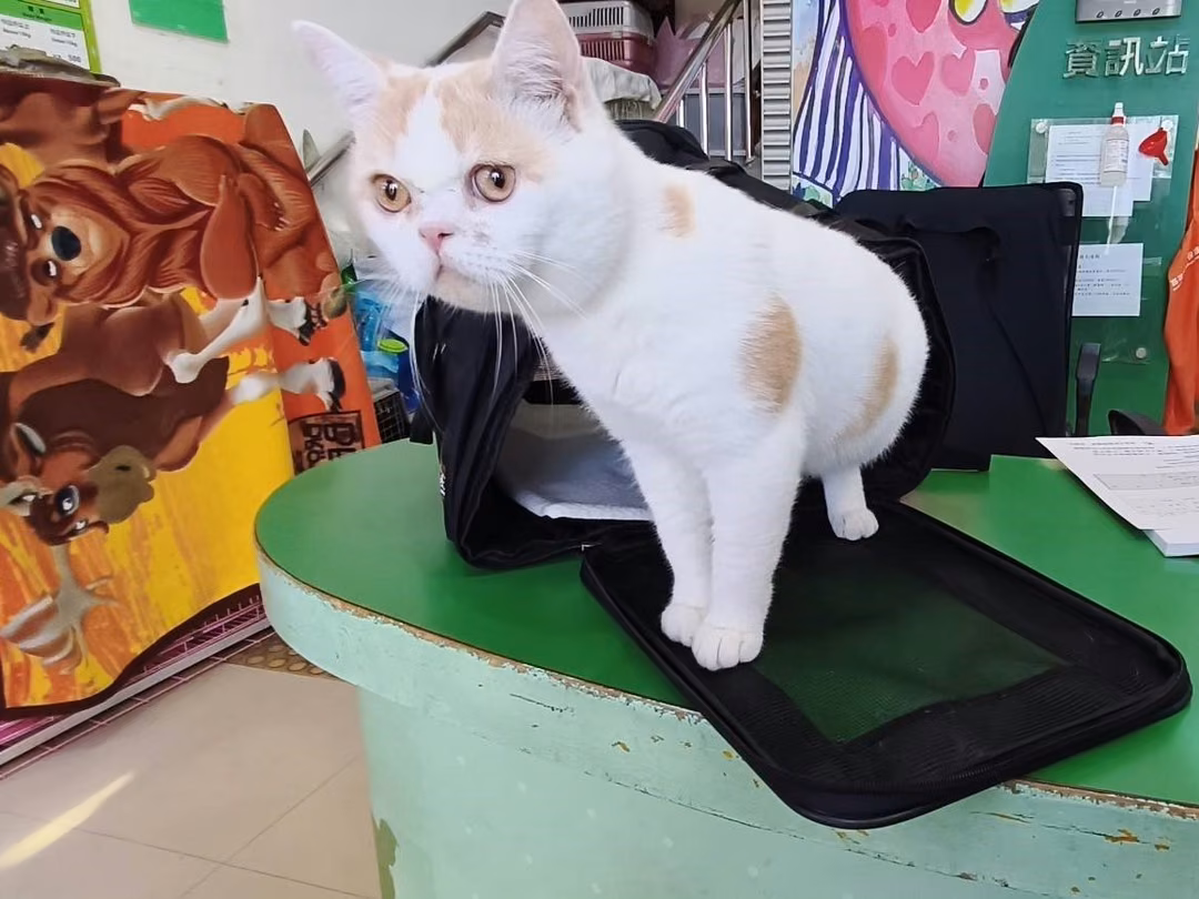 Patched adult male British Shorthair, Large, shelter no. …28C4