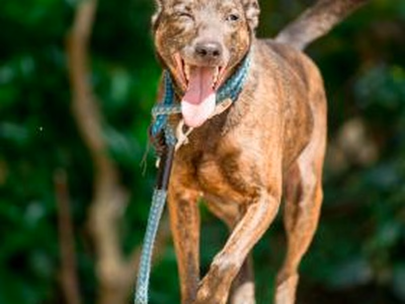 Tabby adult female mixed-breed dog, Medium, shelter no. …1208
