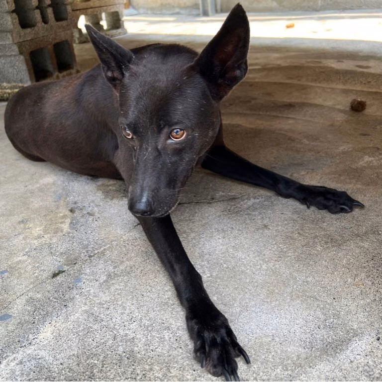 Black adult female mixed-breed dog, Large, shelter no. …033D