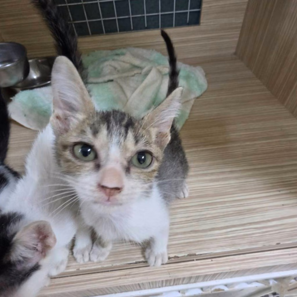 Tabby-and-white young male mixed-breed cat, Small, shelter no. …8-10