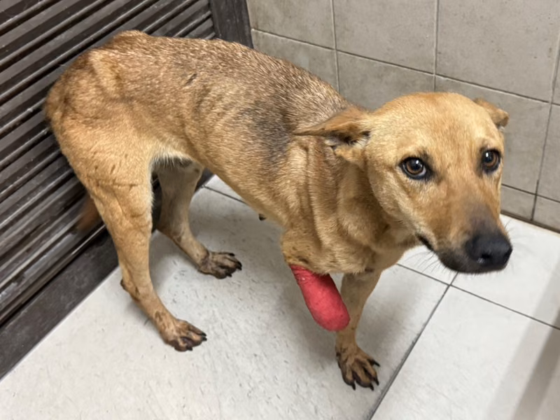 Tan adult female mixed-breed dog, Large, shelter no. …2614