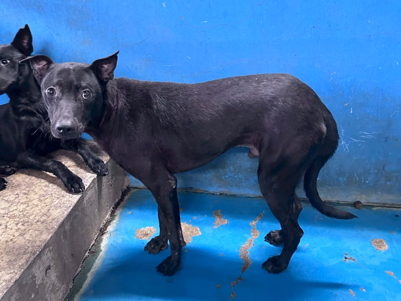 Black adult male mixed-breed dog, Large, shelter no. …7007