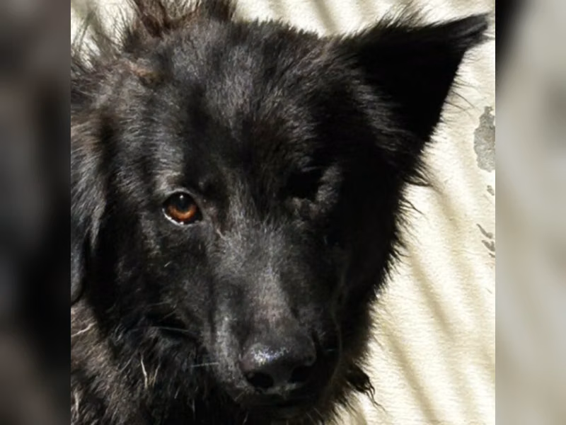 黑色成年公混种犬，中型, 收容编号 …0056