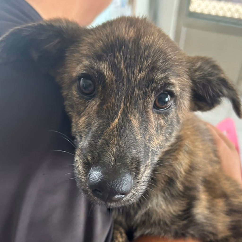Tabby young female mixed-breed dog, Small, shelter no. …1020