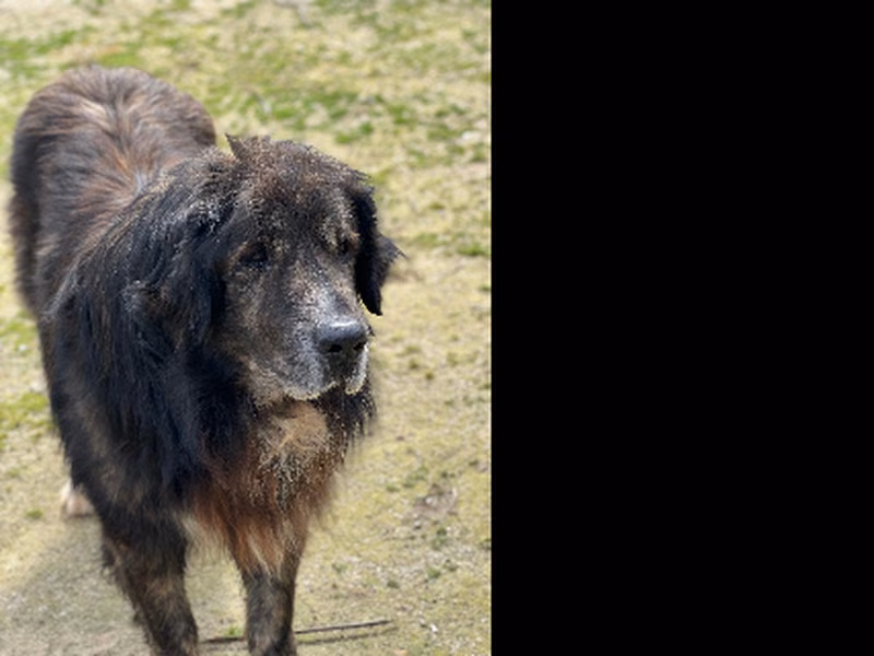 Zeus, Senior · Male · Large · Pyrenean Mastiff