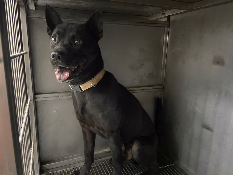 Black adult male mixed-breed dog, Medium, shelter no. …1606