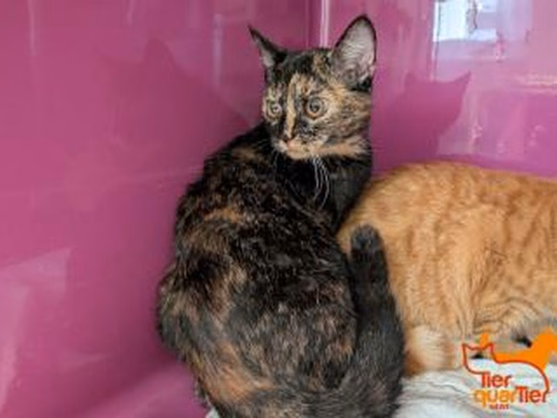 Calico young female European Shorthair, shelter no. …4192