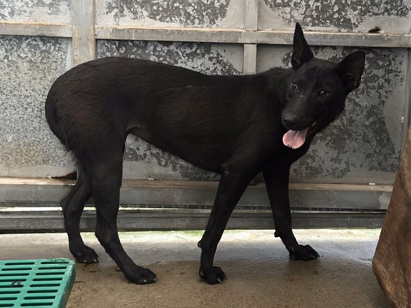 Black adult female mixed-breed dog, Large, shelter no. …1016