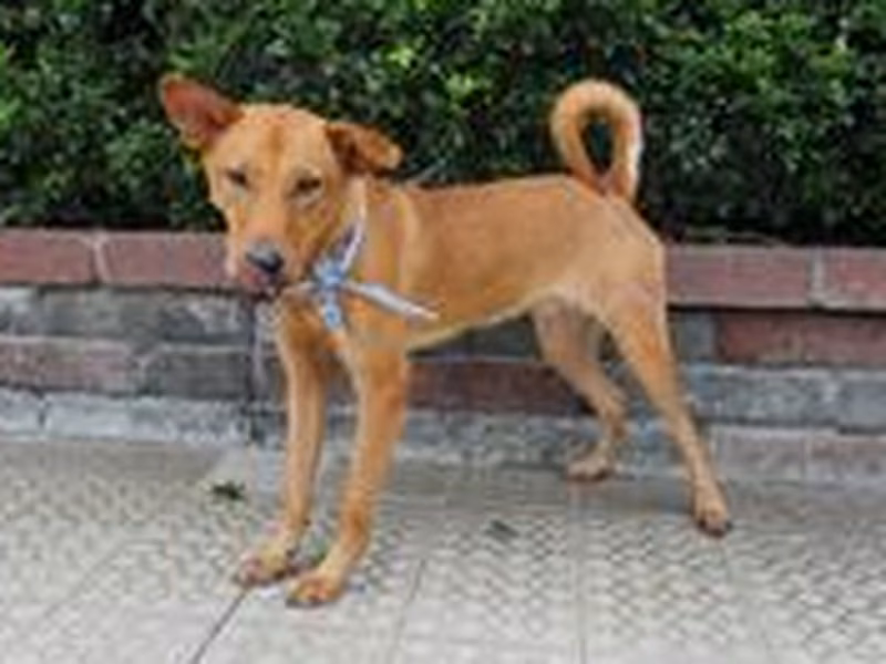 Tan adult male mixed-breed dog, Medium, shelter no. …9212