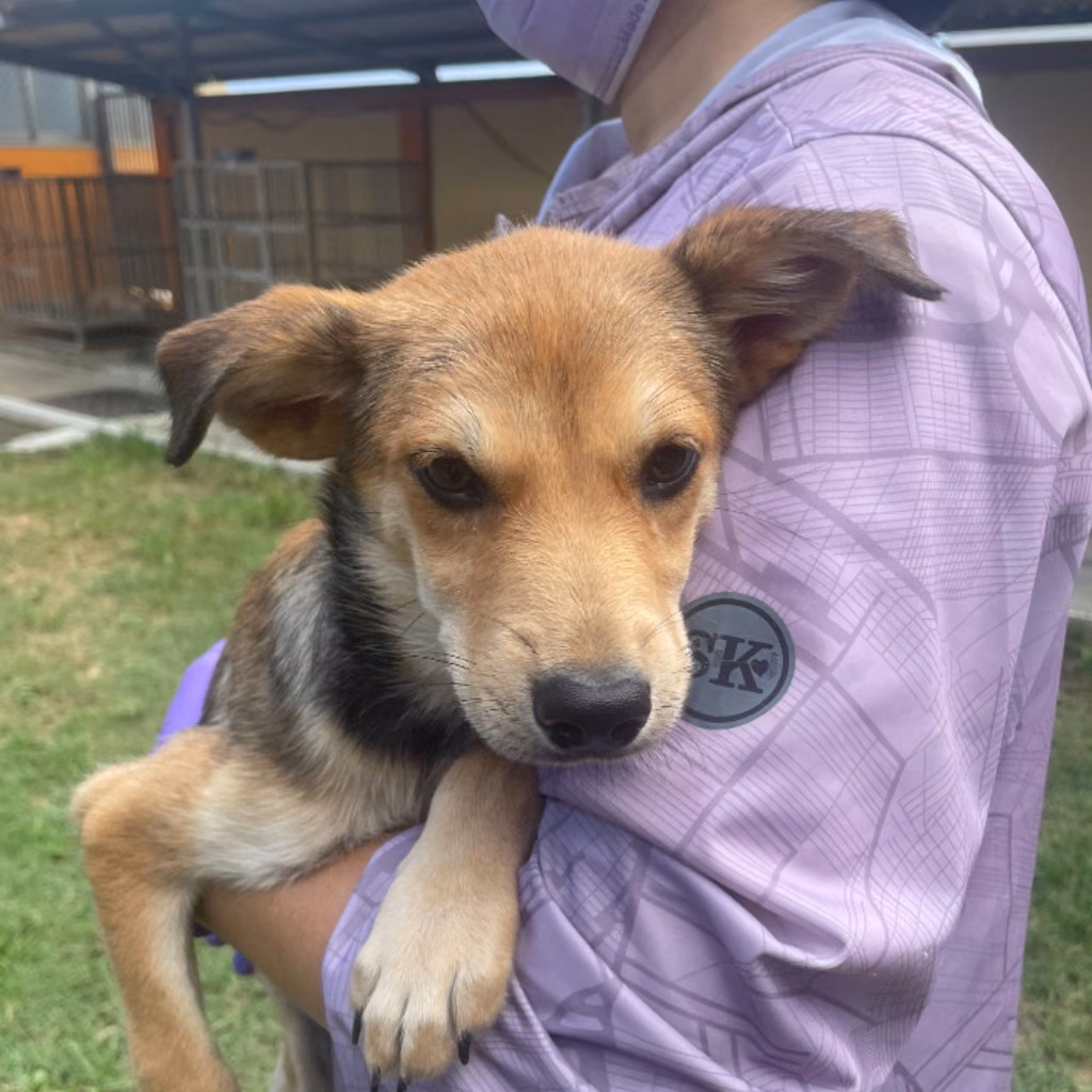 Tan-and-white young female mixed-breed dog, Medium, shelter no. …7012