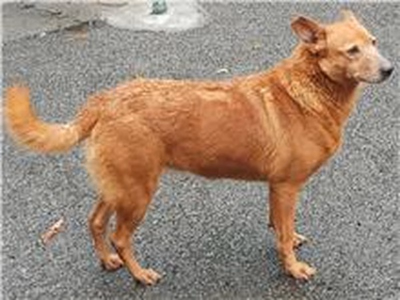Brown adult female mixed-breed dog, Medium, shelter no. …2803