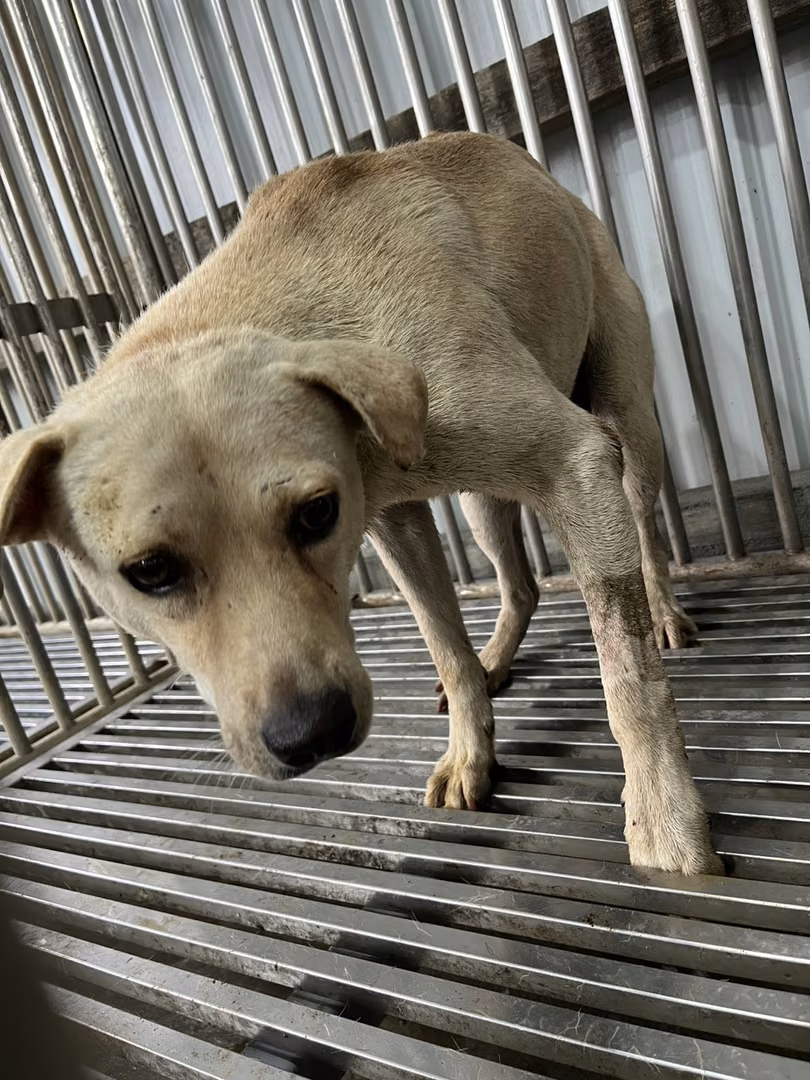 White adult male mixed-breed dog, Medium, shelter no. …5004